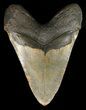 Megalodon Tooth - North Carolina #47200-2